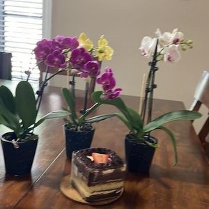 Meet your Posher, Adelina